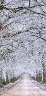 Frosty pathway lined with trees in winter landscape.