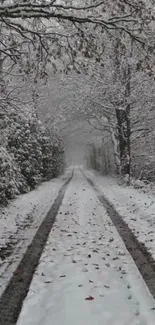 Snowy forest path with snow-covered trees and tranquil winter landscape.