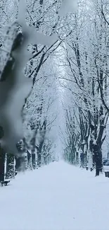 Snowy tree-lined pathway in winter.