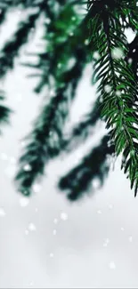 Winter pine branch with snow falling gently.