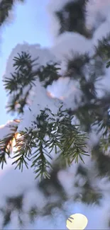 Snow-covered pine branch under a blue sky.