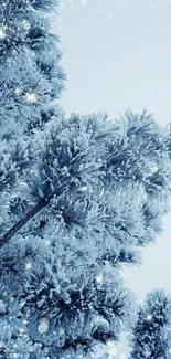 Frosty pine tree branches on winter mobile wallpaper.