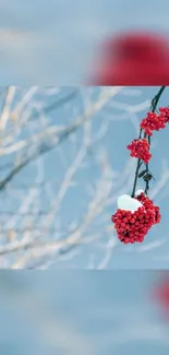 Red berries covered in snow against a tranquil blue winter background.