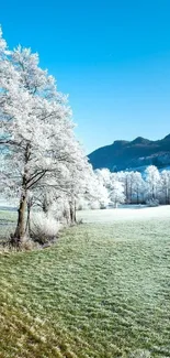 Snowy field with frosted trees under a clear blue sky.