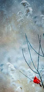 Red cardinal in snowy winter landscape.