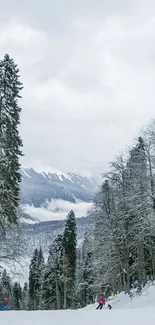 Skiers glide down a snowy slope in a winter forest landscape.