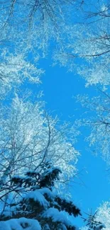 Snow-covered branches under a blue winter sky.