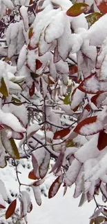 Snow-covered leaves wallpaper for mobile.