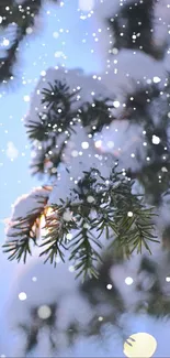 Snow-covered pine branch against a light blue sky with gentle moonlight.