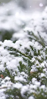 Snow-covered pine branches in winter.