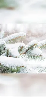 Snow-covered pine branches in winter scene.