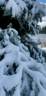 Snow-covered pine tree in winter landscape background.