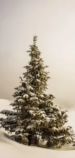 Snowy pine tree in a misty winter landscape.