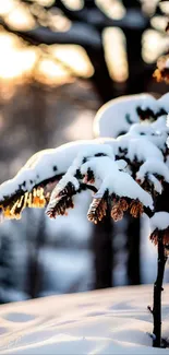 Snow-covered tree with golden sunset glow.