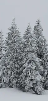 Snow-covered evergreen trees under a grey winter sky.