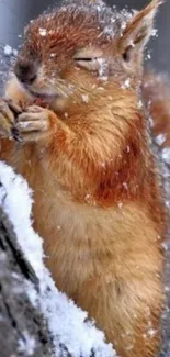 Squirrel in snow-covered forest, perfect for mobile screen.