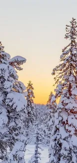 Snow-covered forest with a sunrise glow.