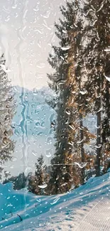 Scenic winter morning in the mountain forest with snow and sunrise.