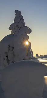 Snowy trees with sun peeking through at winter sunrise.