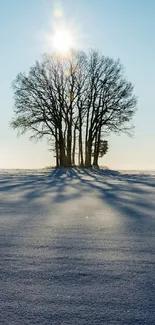 Winter sunrise with trees casting long shadows on snowy landscape.