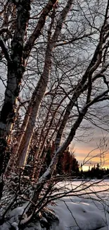 Winter sunset view through bare snow-covered trees.