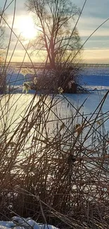 Winter sunrise at a tranquil lakeside with snow and reeds.