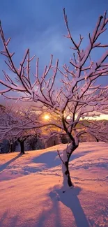 Wallpaper of a winter sunset with snow-covered trees and a purple sky.