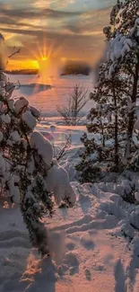 Snowy trees at sunset with a serene golden glow.