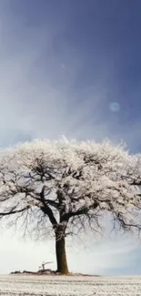 A majestic tree with snow under a clear blue sky, perfect for a serene mobile wallpaper.