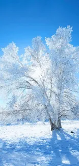 Frosted tree on snowy field under clear blue sky, perfect winter landscape wallpaper.