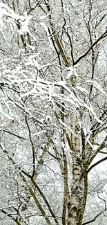 Snow-covered tree with intricate branches in winter.