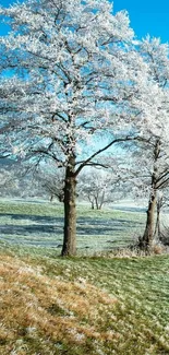 Frosted trees in a scenic winter landscape under a blue sky.