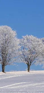 Snow-covered trees under a clear blue sky.