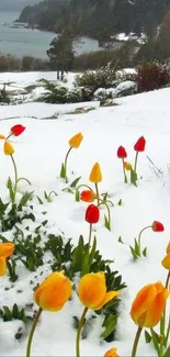 Vibrant tulips in a snowy landscape by a serene lake.