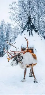 Majestic reindeer in snowy landscape with tent.