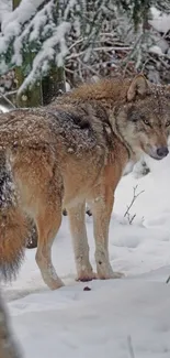 Majestic wolf standing in snowy forest.