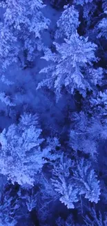 Aerial view of snow-covered trees in a wintry blue forest.