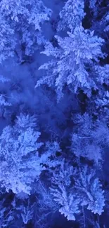 Aerial view of snowy blue pine trees in a tranquil winter forest.