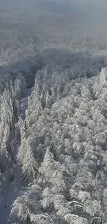 Aerial view of a snowy forest, showcasing winter's serene beauty.