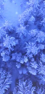 Aerial view of snow-covered trees in a winter forest.