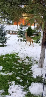 Deer standing amid snow-covered pines and grass in winter woodland.