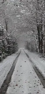 Snow-covered forest path in winter scene.