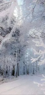 Winter forest path covered in snow and frosty trees, creating a serene scene.