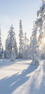 Snowy forest with sunburst through frosty trees.