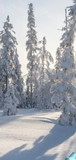 Snowy forest with tall, frosted trees under clear sky