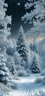 Snow-covered trees in a night forest.