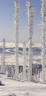 Snow-covered trees in a winter forest with a clear blue sky.