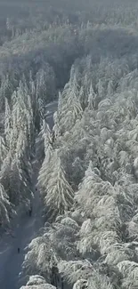 A serene snowy forest with tall evergreen trees blanketed in white under a soft gray sky.