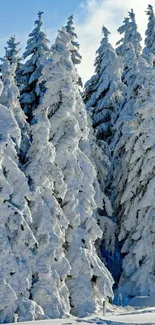 Snow-covered forest with tall, white trees in bright winter sunlight.