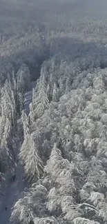 Aerial view of a snowy forest with dense, frosted trees.